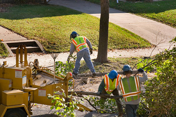 How Our Tree Care Process Works  in  Oskaloosa, IA