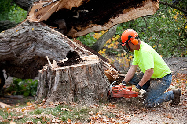 Best Lawn Renovation and Restoration  in Oskaloosa, IA